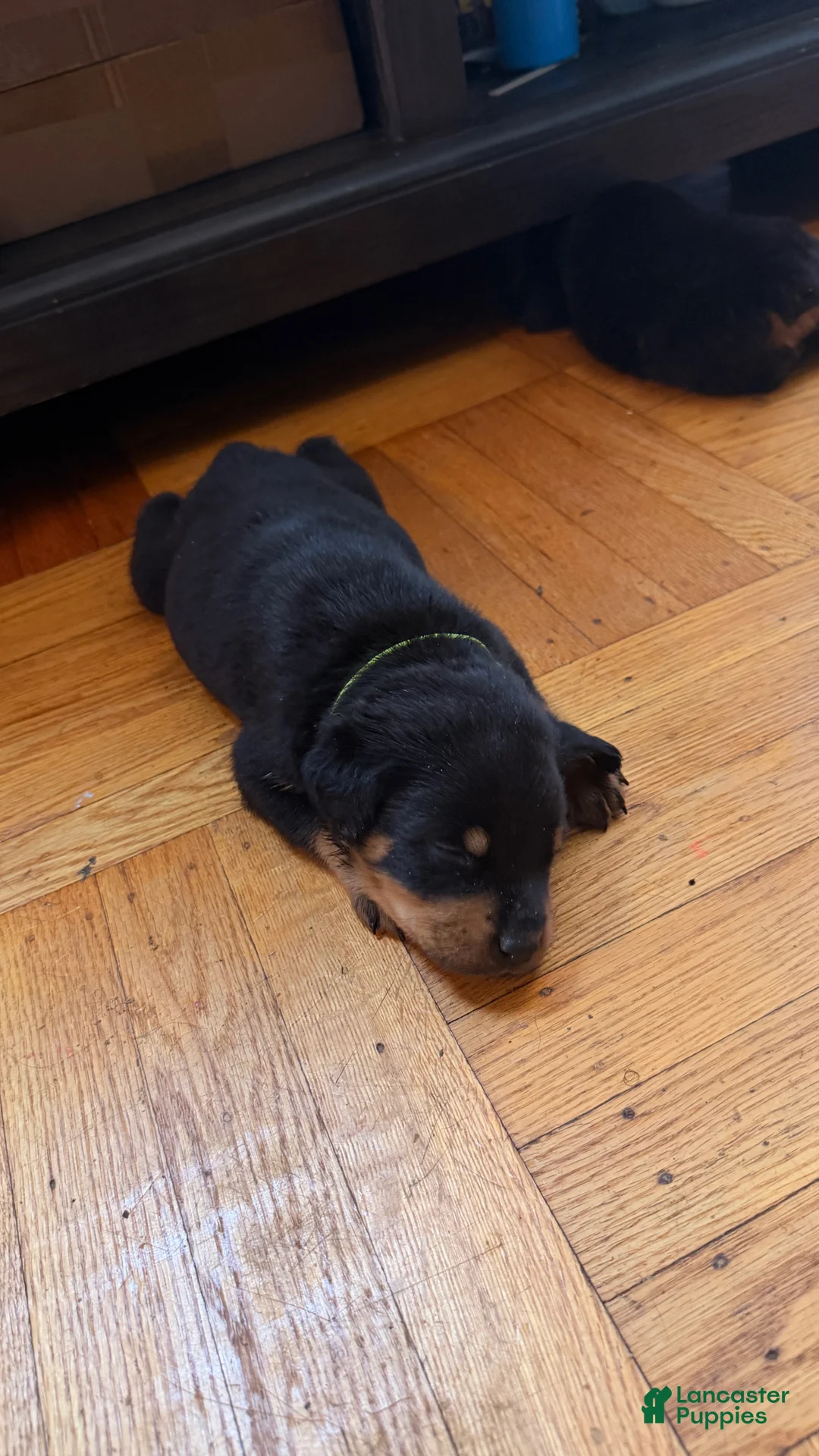 Rottweiler dogs for sale: Sage - Ad 2