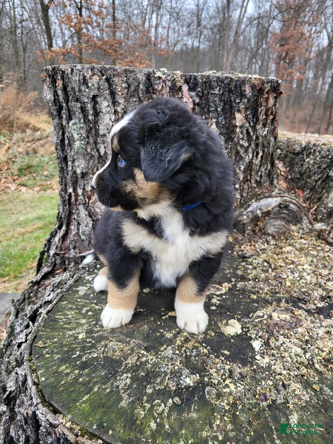 Mixed Breed dogs for sale: Champ - Ad 4