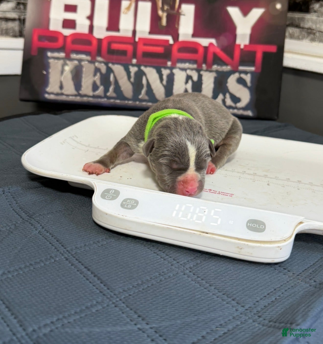 American Bully dogs Broly - Ad 2