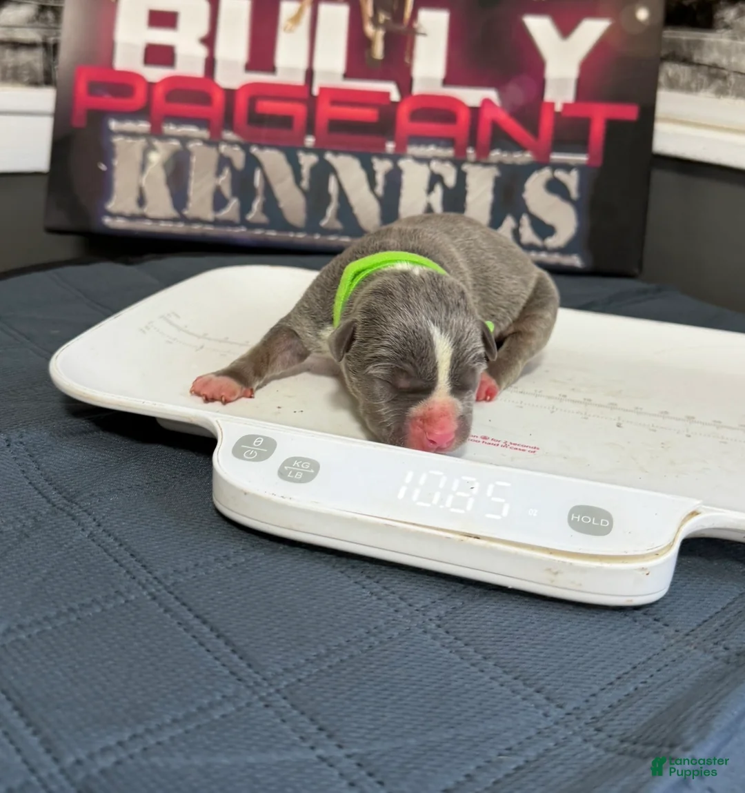 American Bully dogs for sale: Broly - Ad 2