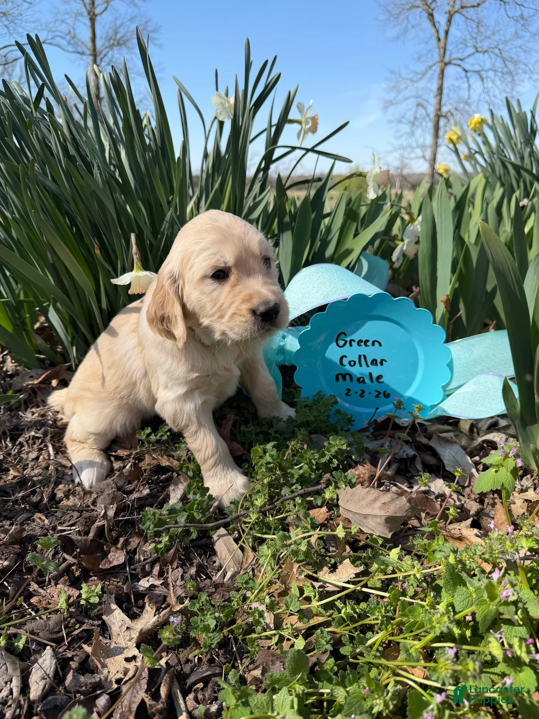 Golden Retriever dogs for sale: Green Collar - Ad 2