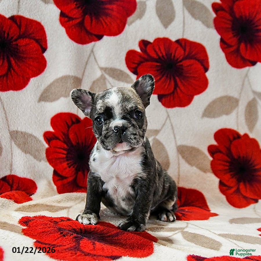 French Bulldog dogs Bella   - Ad 6
