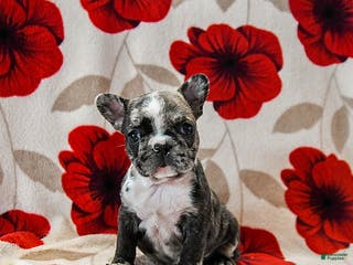 French Bulldog dogs Bella - Ad 6