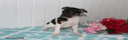 Jack Russell Terrier dogs for sale: Fancy - Ad 4