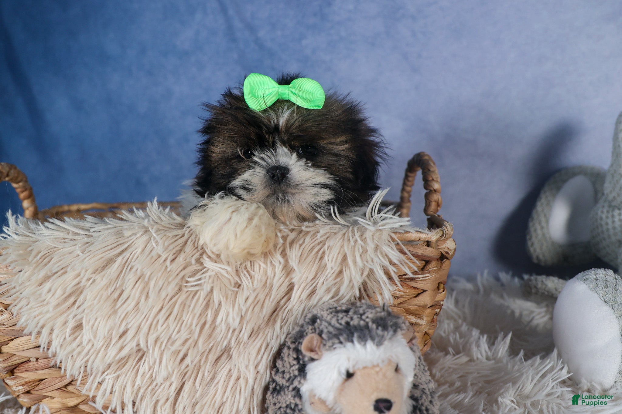 Shih Tzu dogs COCOA - Ad 1