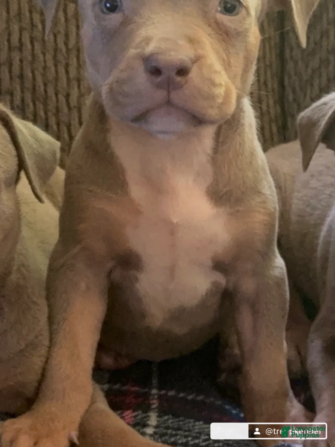American Bully dogs for sale: American Bully 7 - Ad 2