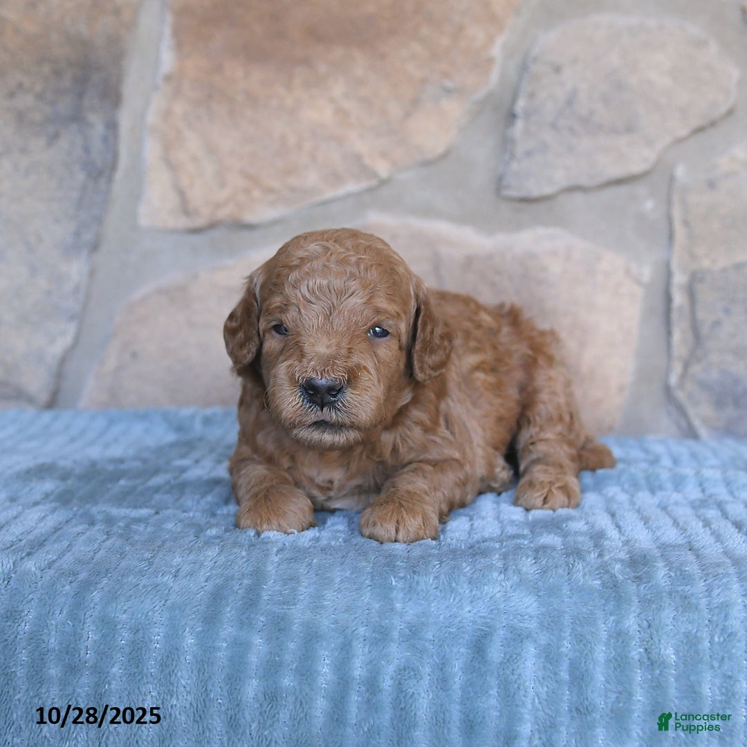 Mini Goldendoodle dogs for sale: Jersey - Ad 6