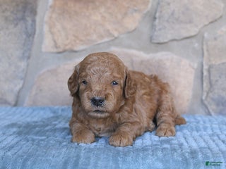 Mini Goldendoodle dogs - Ad 36