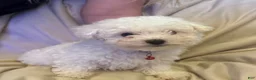 Bichon Frise dogs for sale: Bichon Frise Puppy 1 - Ad 12