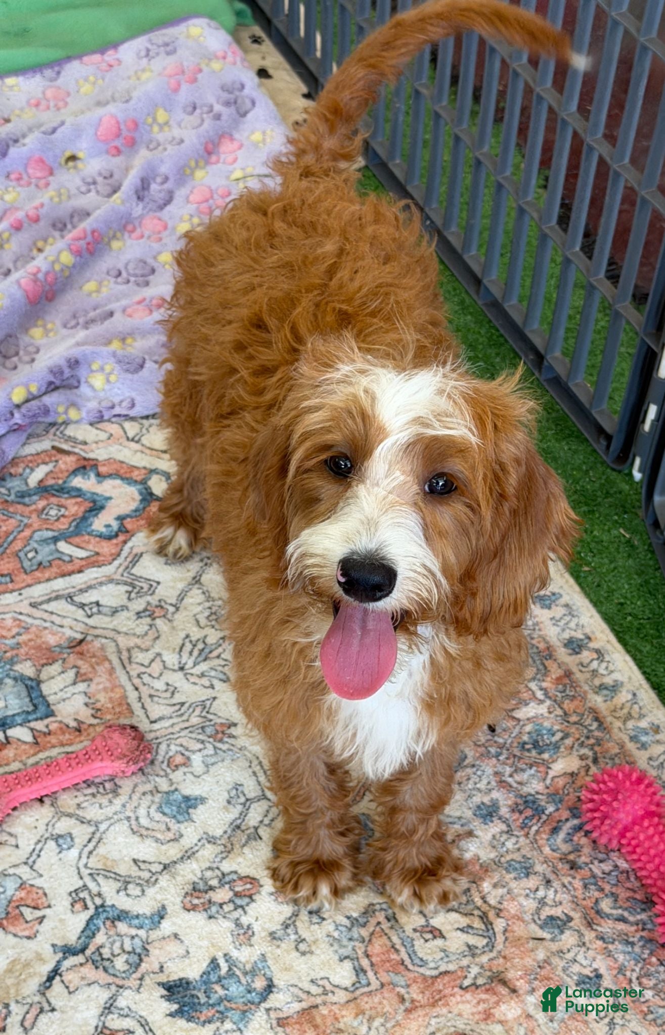 Labradoodle dogs Casanova - Ad 35