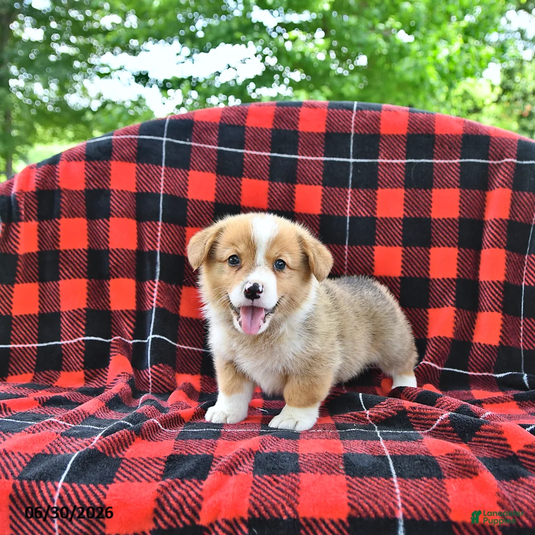 Welsh Corgi Pembroke dogs for sale: Peter - Ad 1