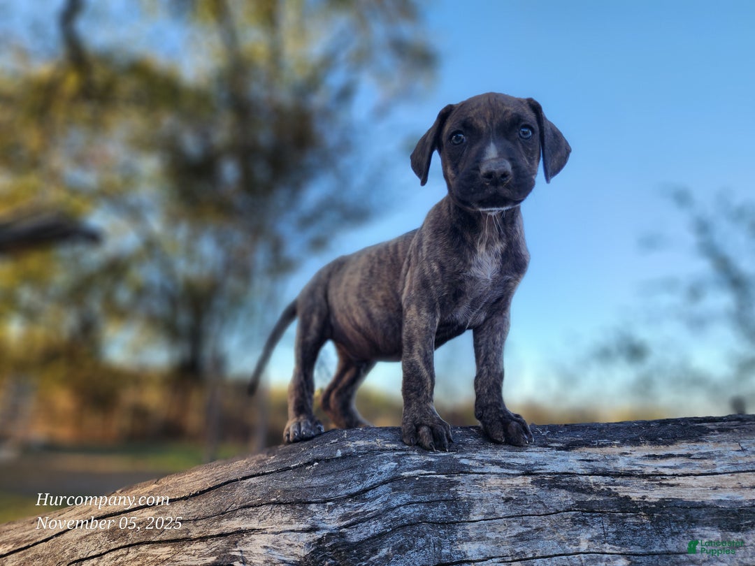 Catahoula Leopard Dog dogs for sale: Tracy II 2025 male 1 - Ad 4