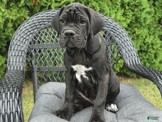 Cane Corso dogs - Ad 21