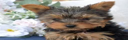 Yorkshire Terrier dogs for sale: Pretzel - Ad 5