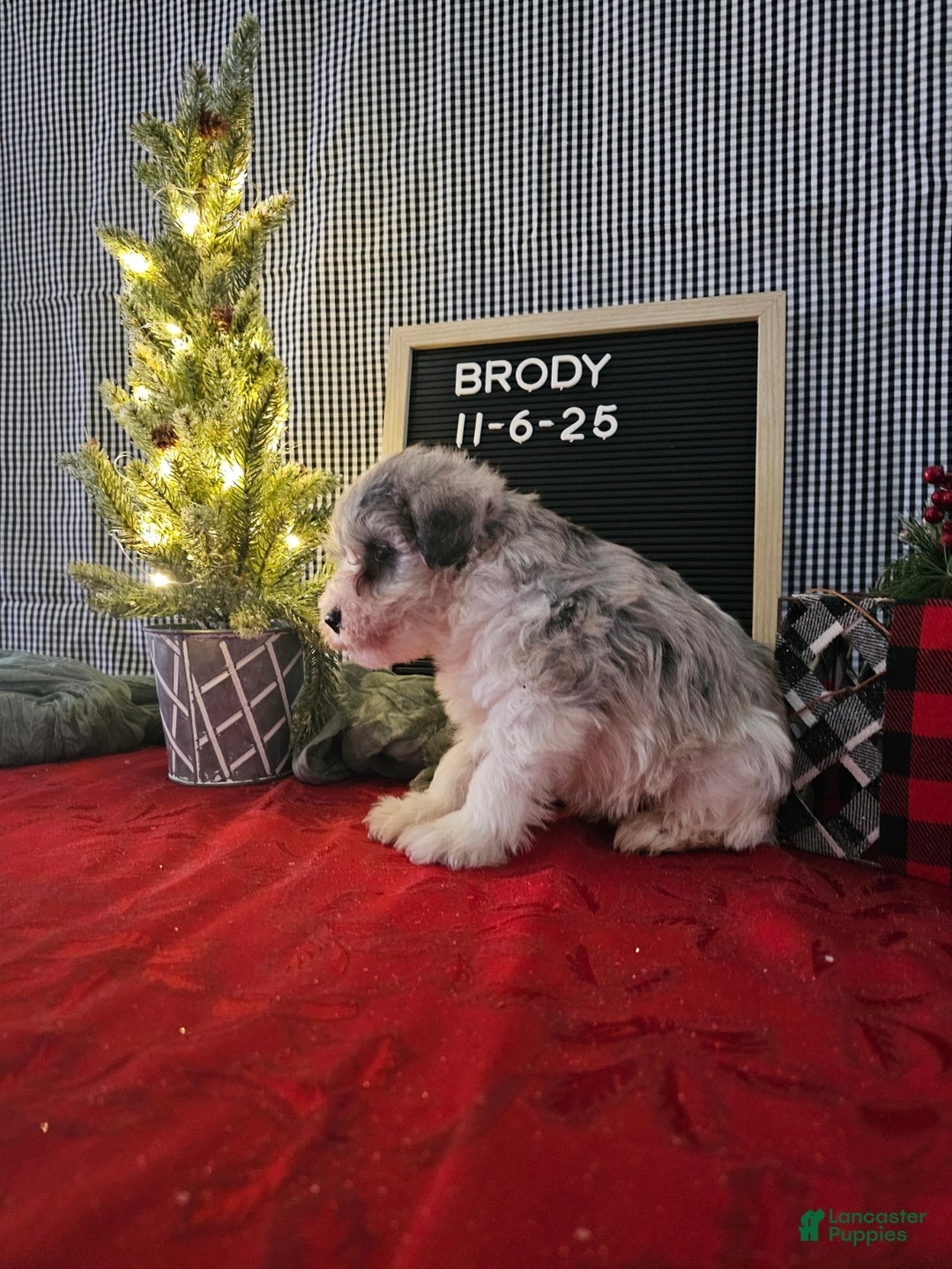Miniature Schnauzer dogs for sale: Brody  - Ad 2