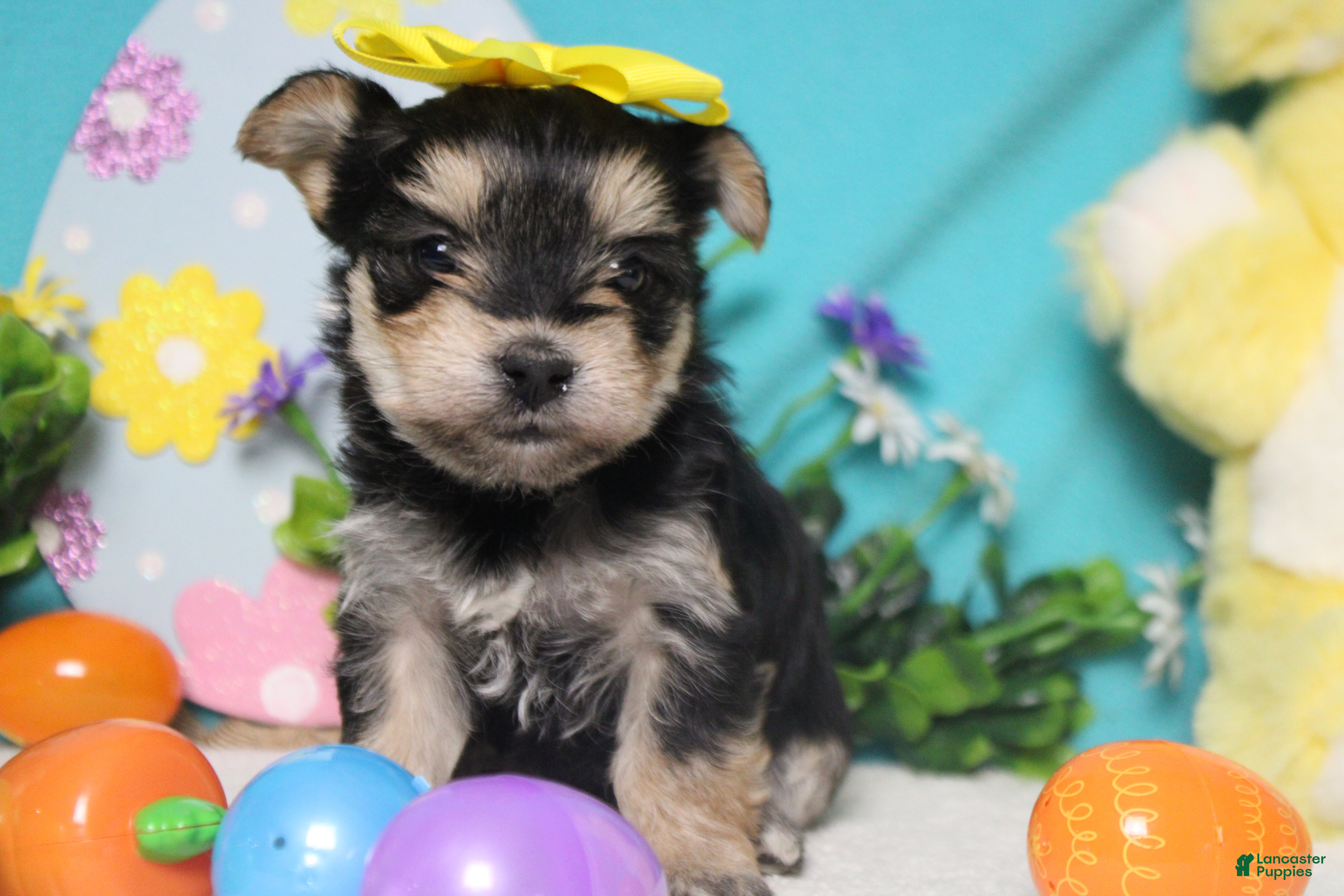 Morkie dogs Sydney - Ad 6