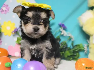 Morkie dogs Sydney - Ad 2