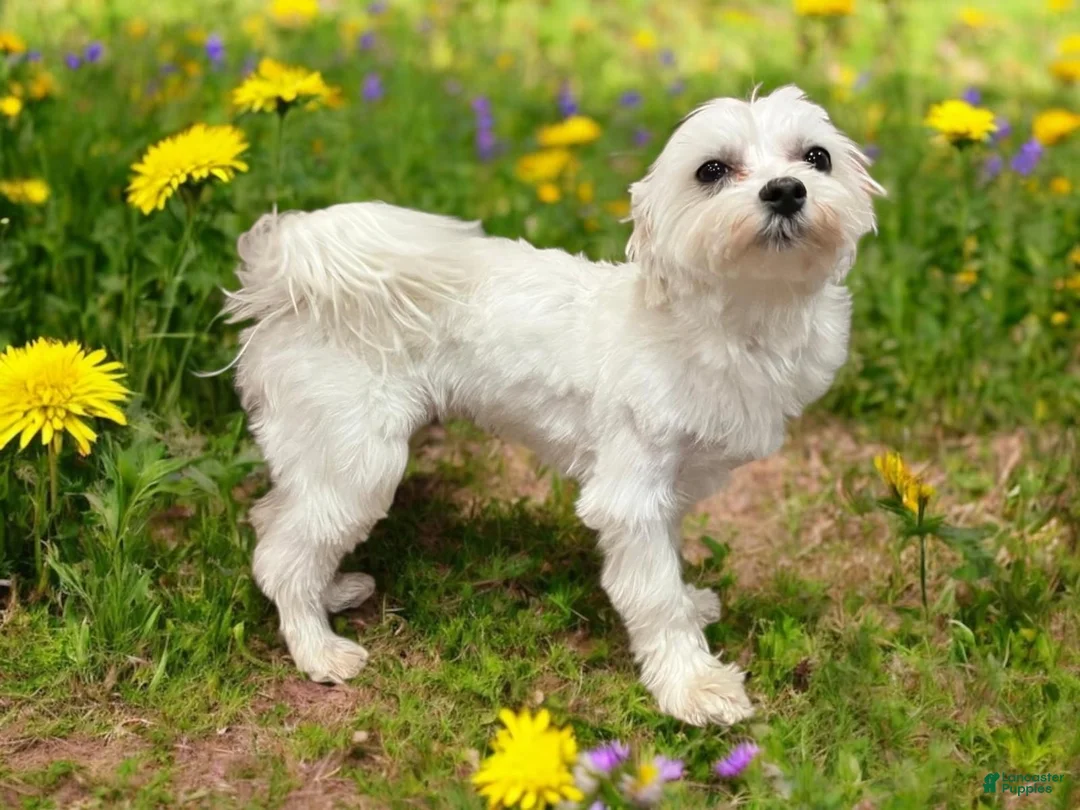 Morkie dogs for sale: Sydney - Ad 10