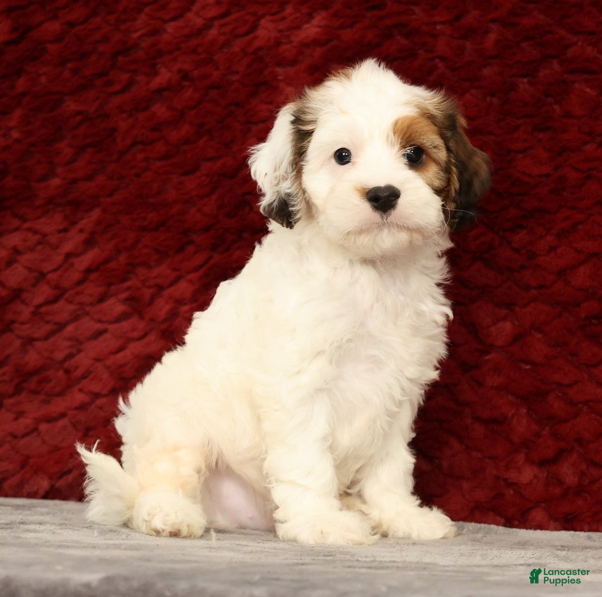 Cavapoo dogs Kendall - Ad 2