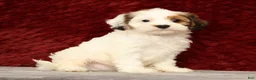 Cavapoo dogs for sale: Kendall - Ad 2