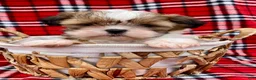 Shih Tzu dogs for sale: Farley - Ad 3