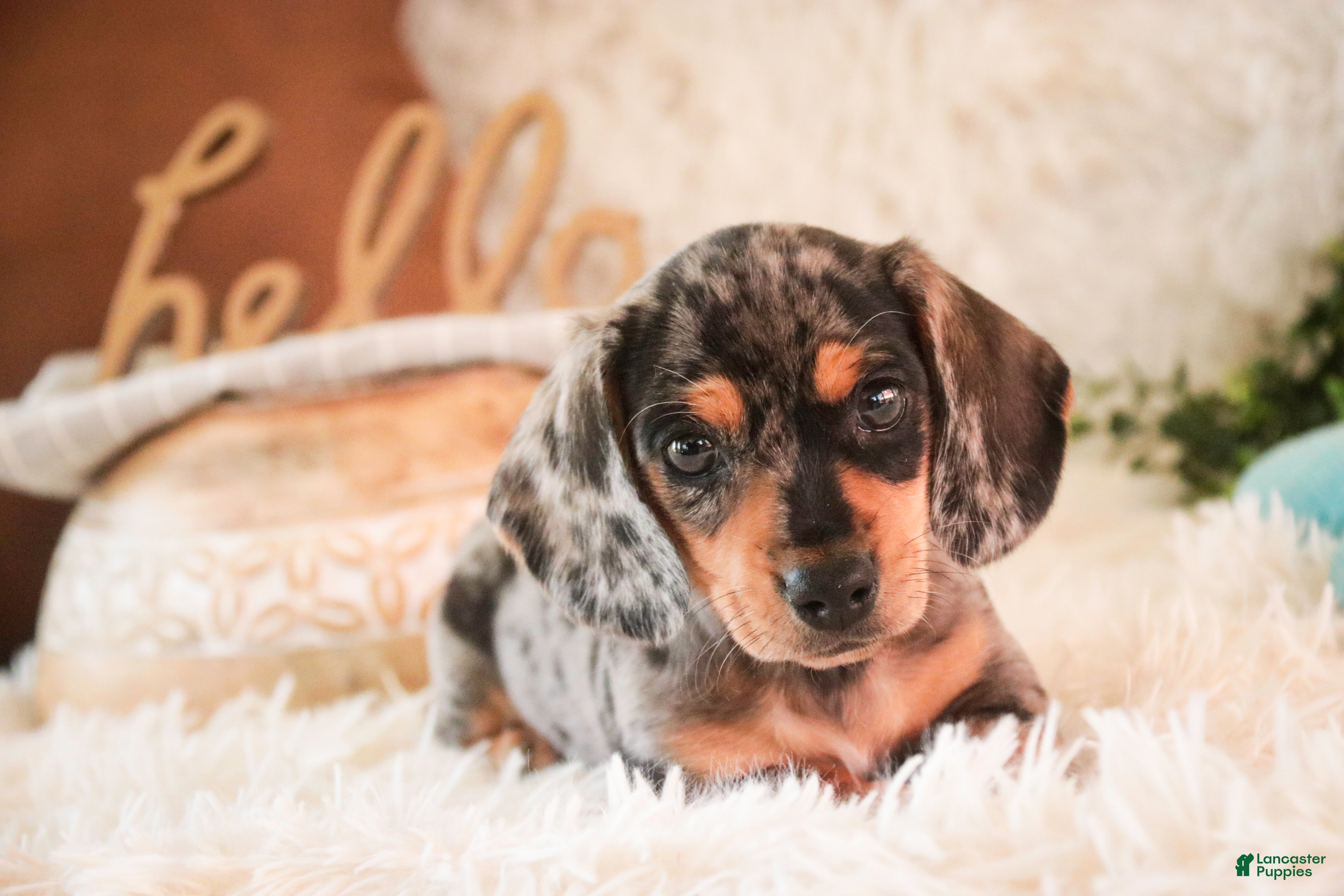 Miniature Dachshund dogs Benji - Ad 2