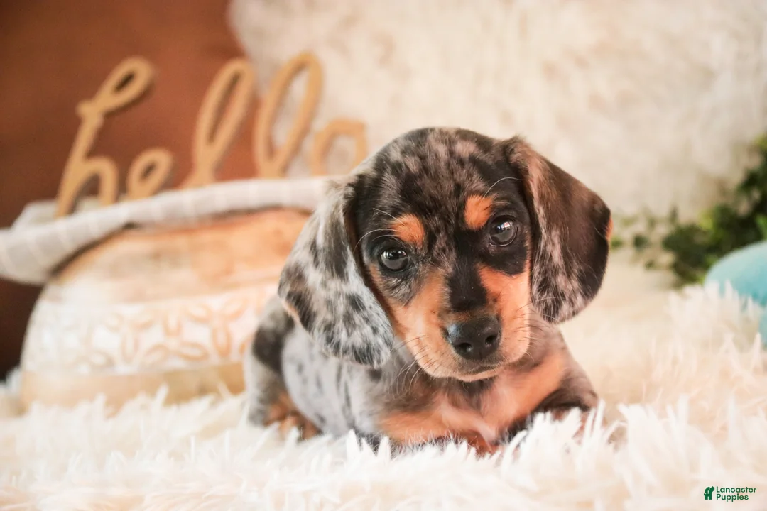 Miniature Dachshund dogs for sale: Benji - Ad 2