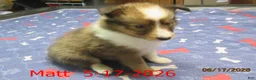 Shetland Sheepdog dogs for sale: Matt Male - Ad 3