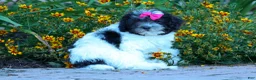 Cavapoo dogs for sale: Remi 🩷 - Ad 5