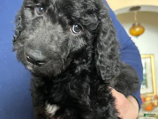 Goldendoodle dogs Zoe - Ad 20