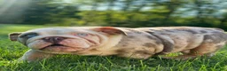 English Bulldog dogs for sale: Daisy - Ad 9