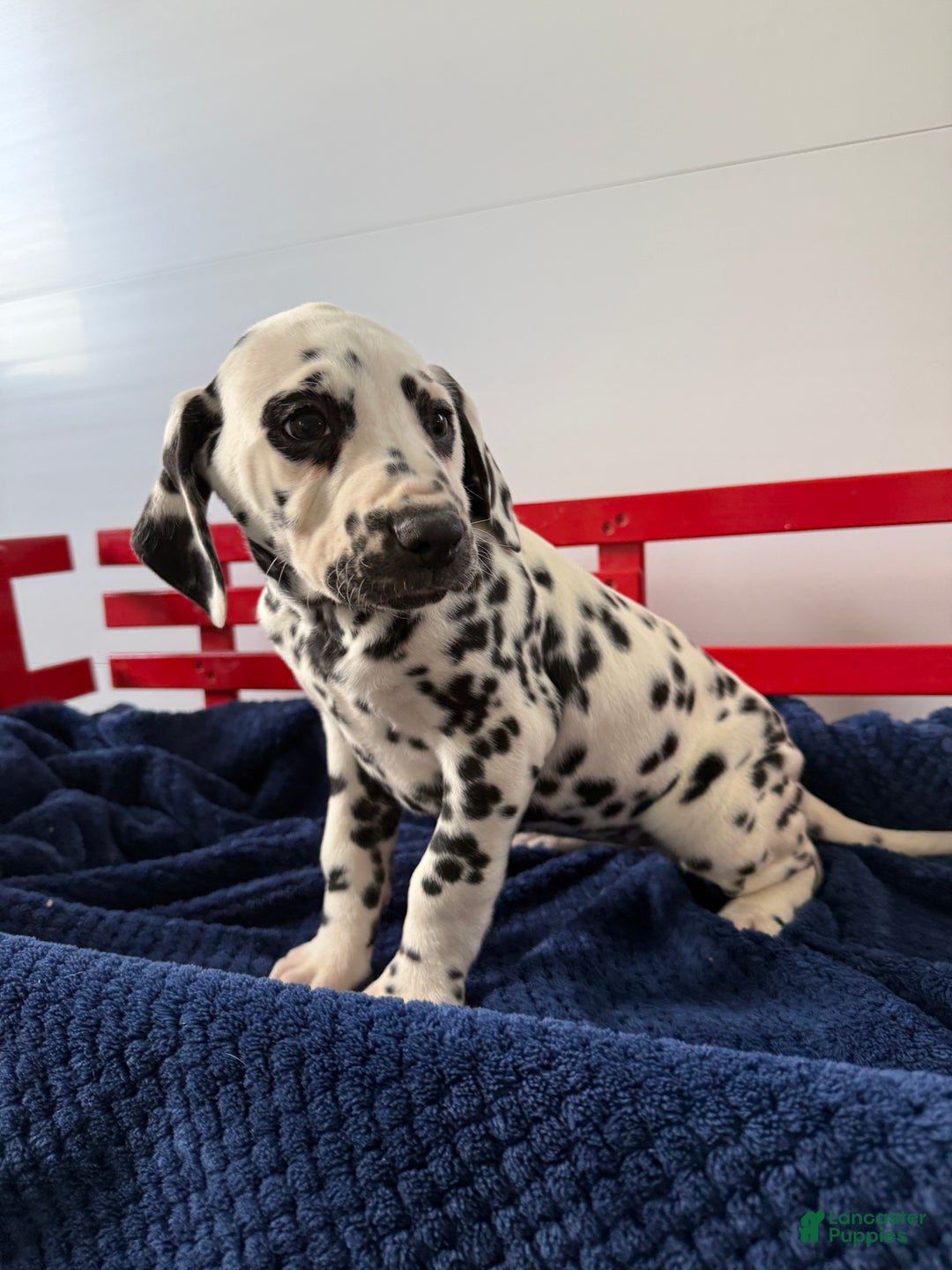 Dalmatian dogs for sale: Taylor - Ad 15