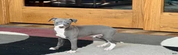 Italian Greyhound dogs for sale: Pj - Ad 1