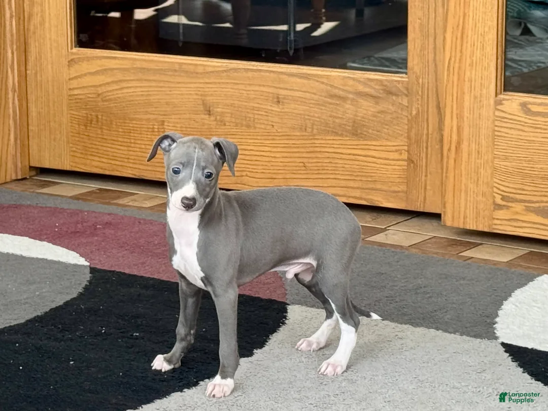 Italian Greyhound dogs for sale: Pj - Ad 1