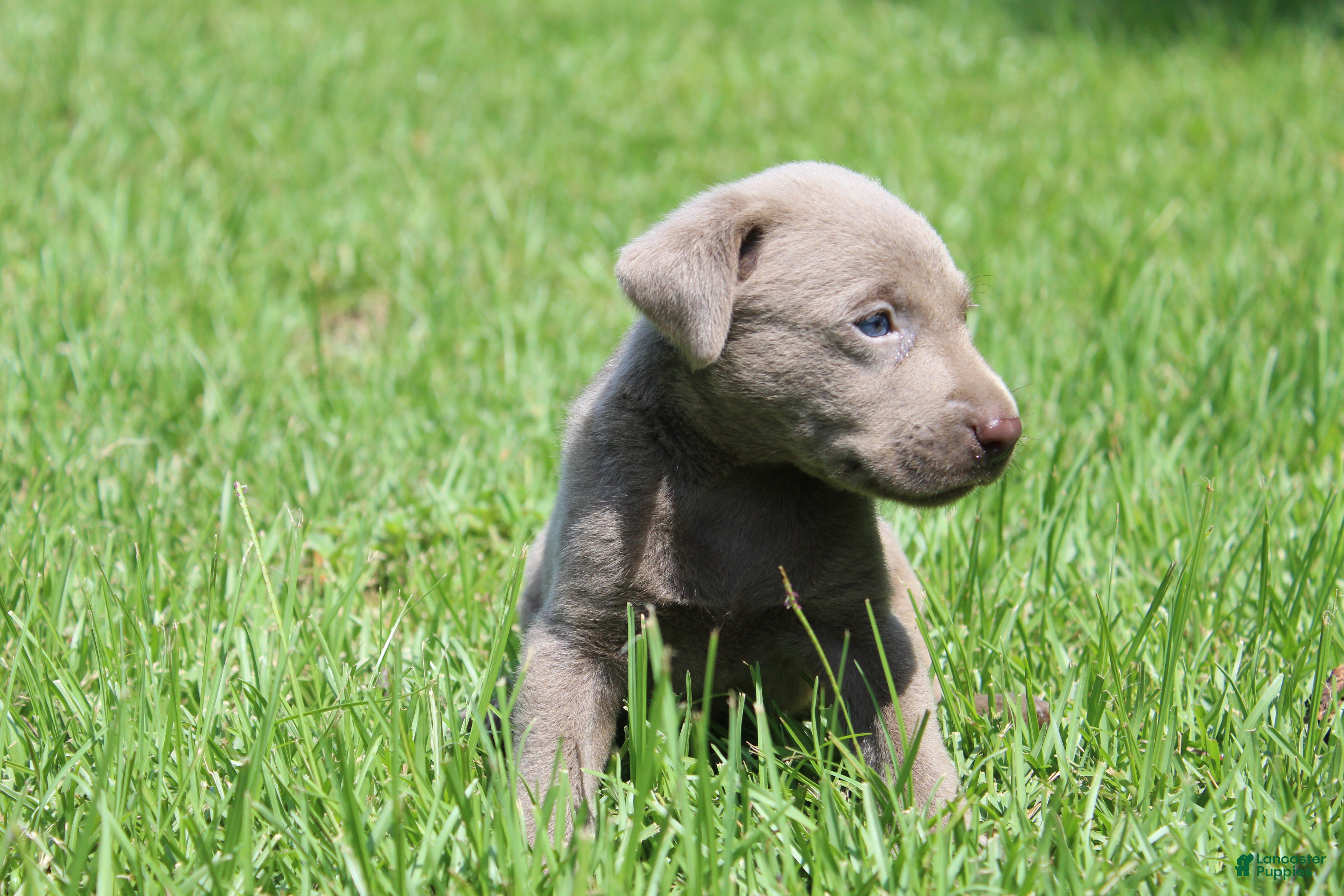 Labrador Retriever dogs Brody - Ad 13