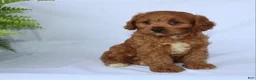 Cavapoo dogs for sale: Sugar - Ad 9