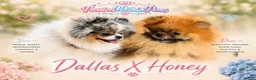 Pomeranian dogs for sale: Little Dumpling - Ad 6
