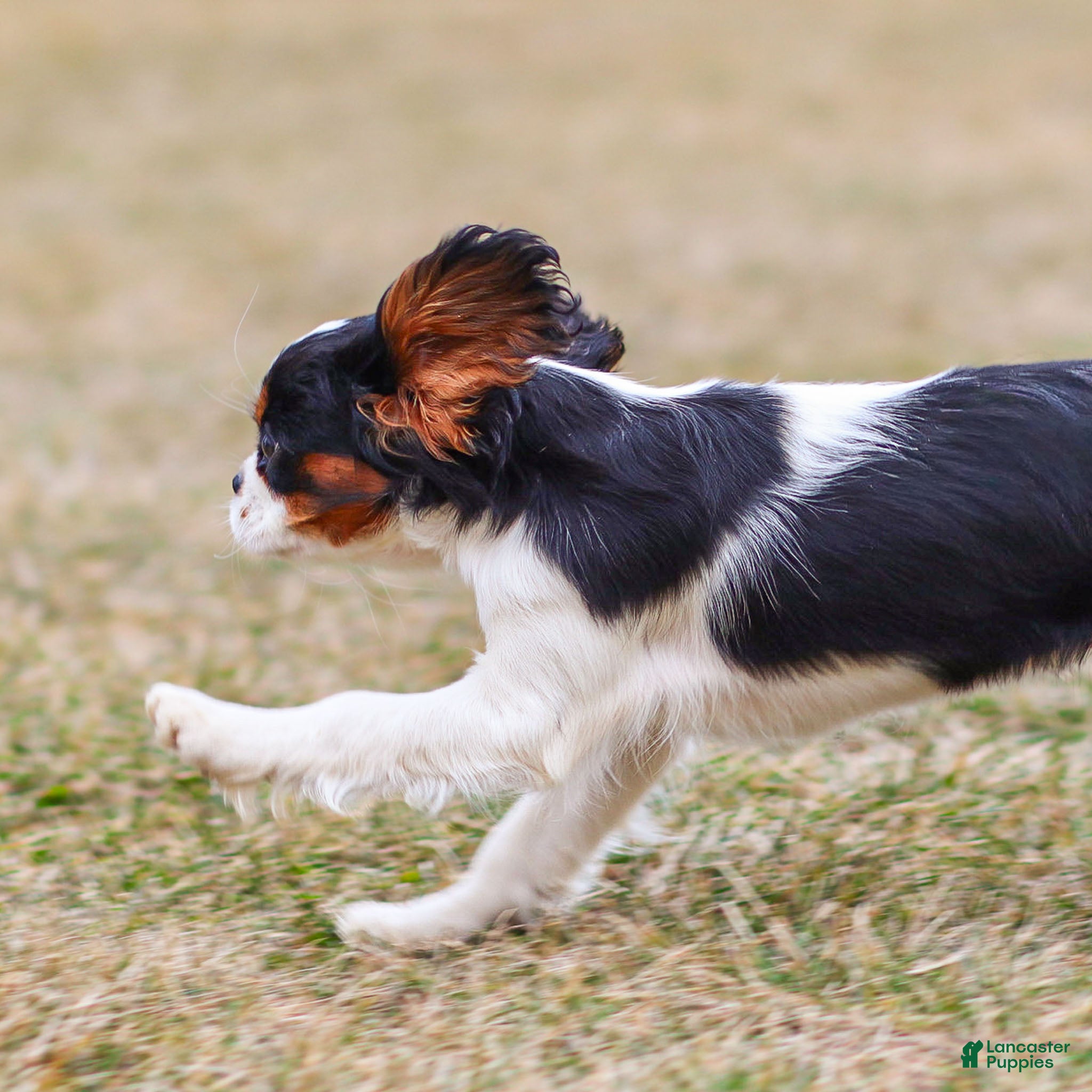 Cavalier King Charles Spaniel dogs Azriel - Ad 2
