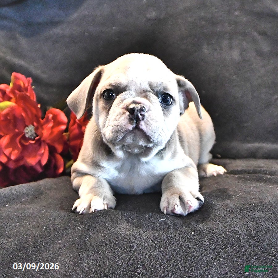 Frenchton dogs Eyeshadow  - Ad 1