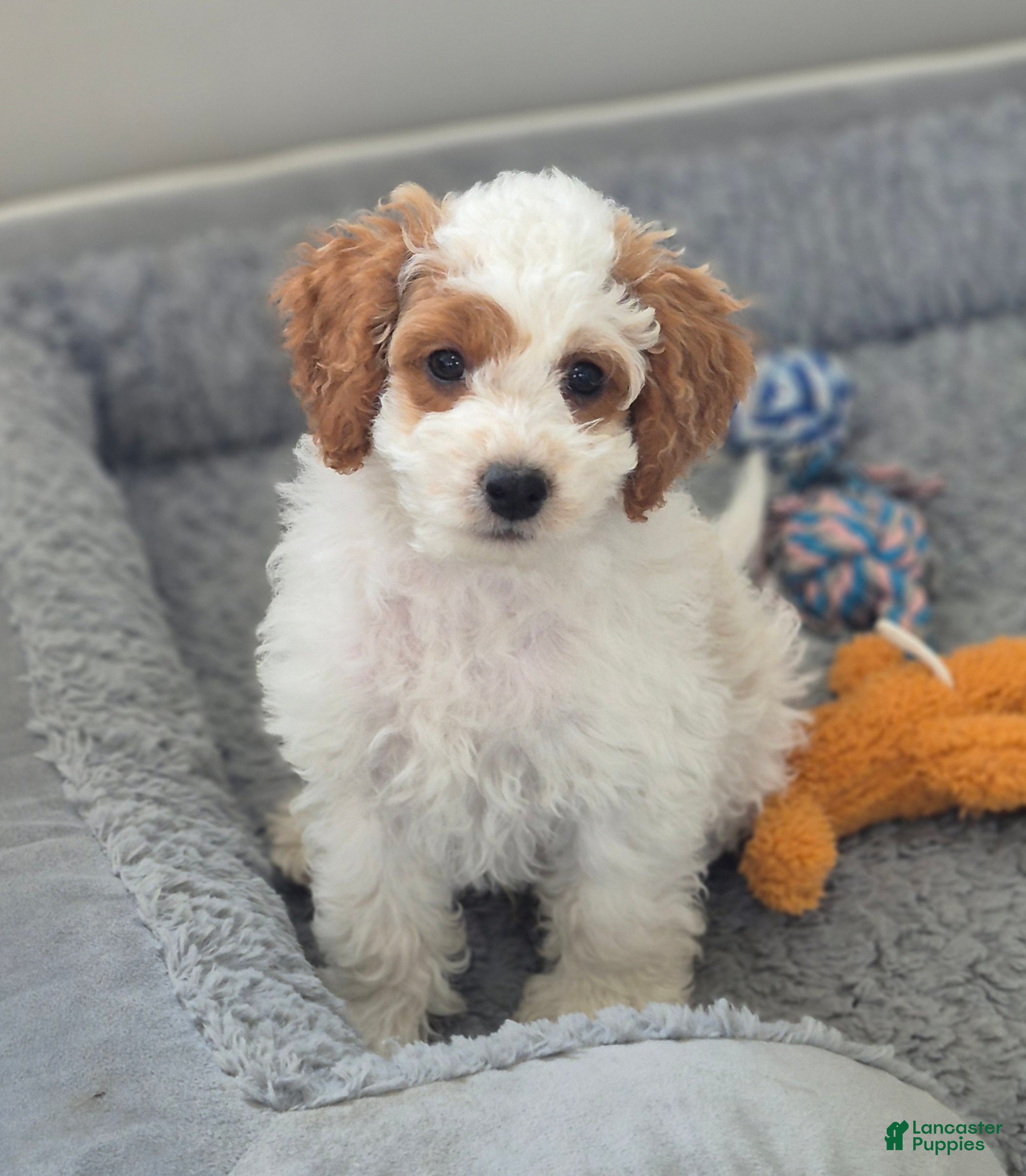 Cockapoo dogs Rowan - Ad 1