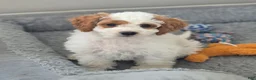 Cockapoo dogs for sale: Rowan - Ad 1