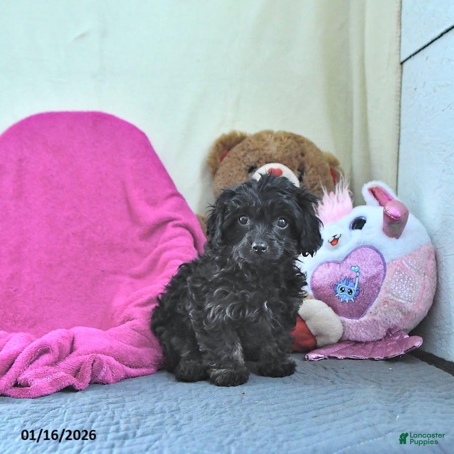 Cavapoo dogs for sale: Gina - Ad 2