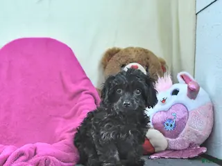 Cavapoo dogs Gina - Ad 27