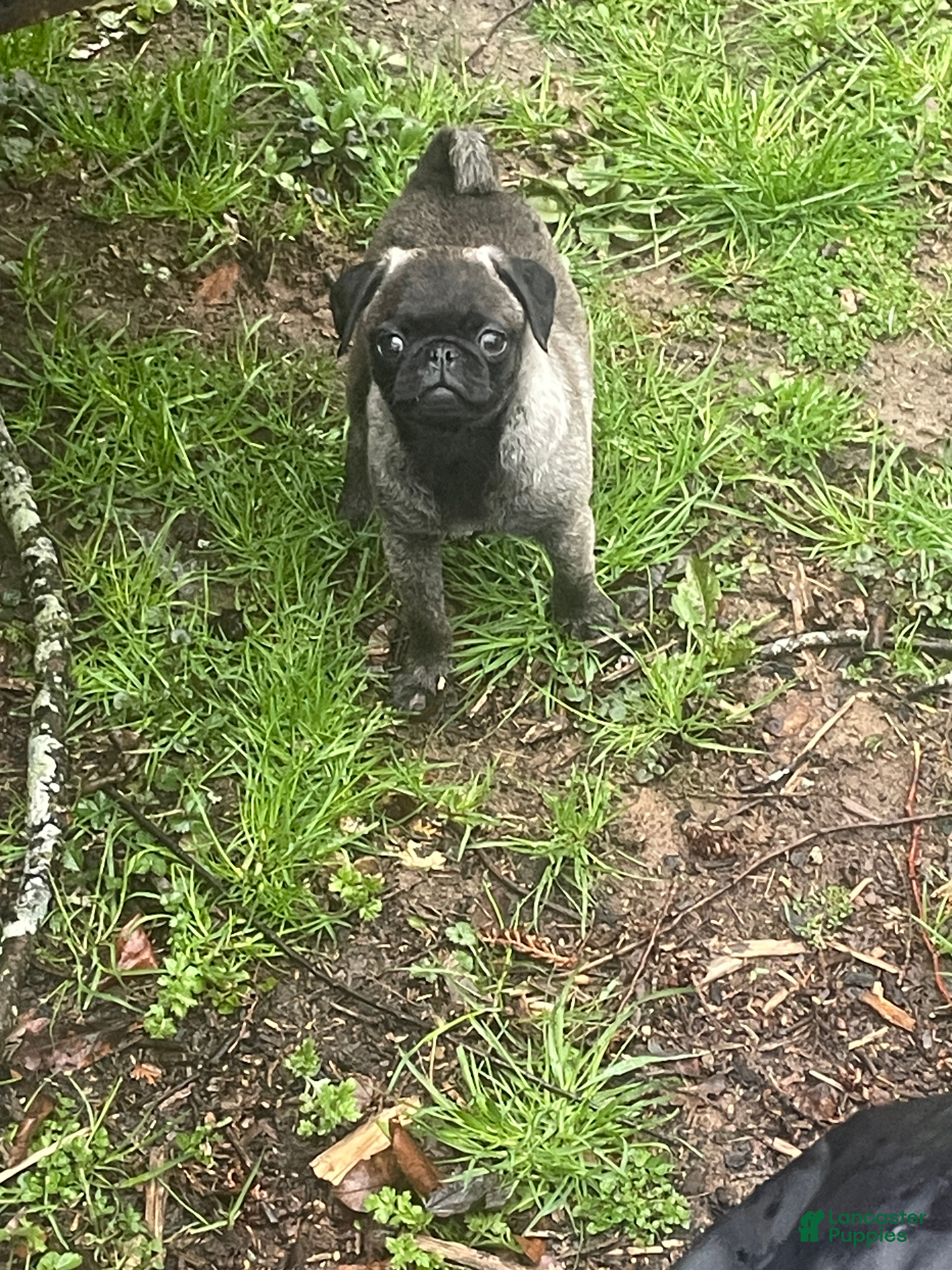 Pug dogs Peanut  - Ad 1