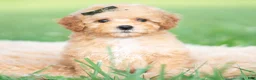 Toy Poodle dogs for sale: Alfie AKC - Ad 7