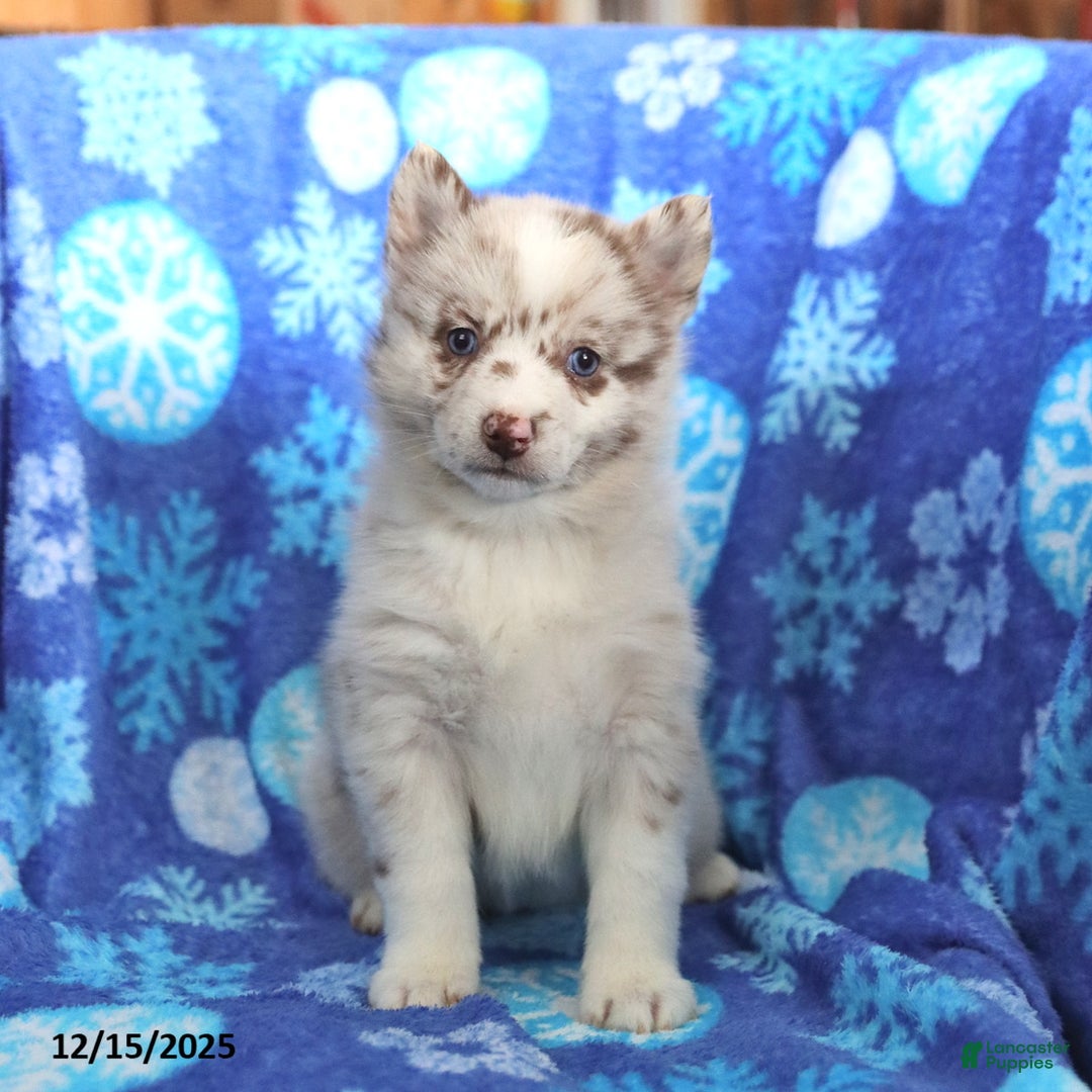 Pomsky dogs for sale: Felicity - Ad 4