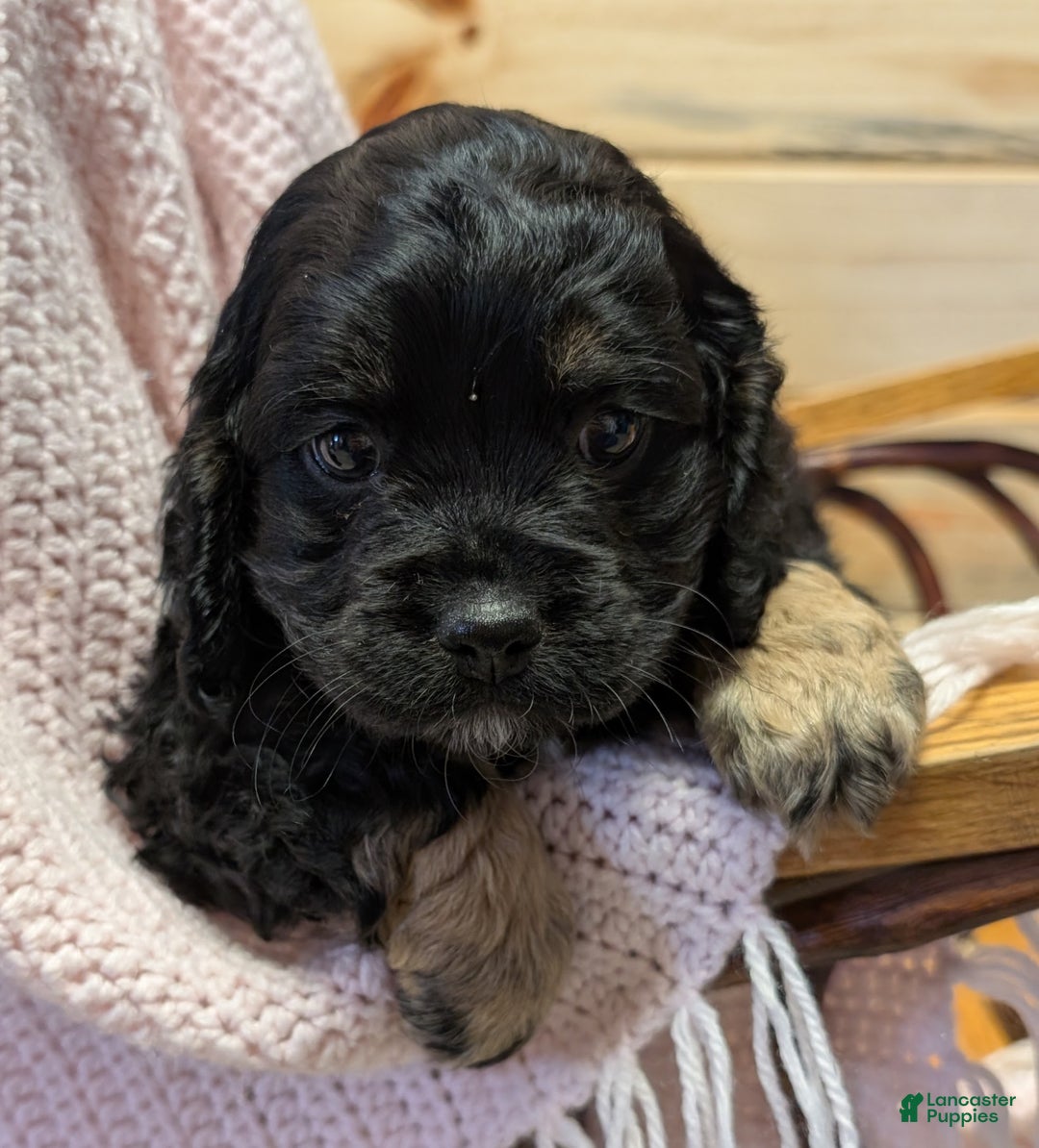 Cockapoo dogs for sale: Pansy - Ad 2