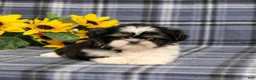 Shih Tzu dogs for sale: BitsyBaby - Ad 4