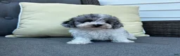 Toy Poodle dogs for sale: Louie - Ad 4