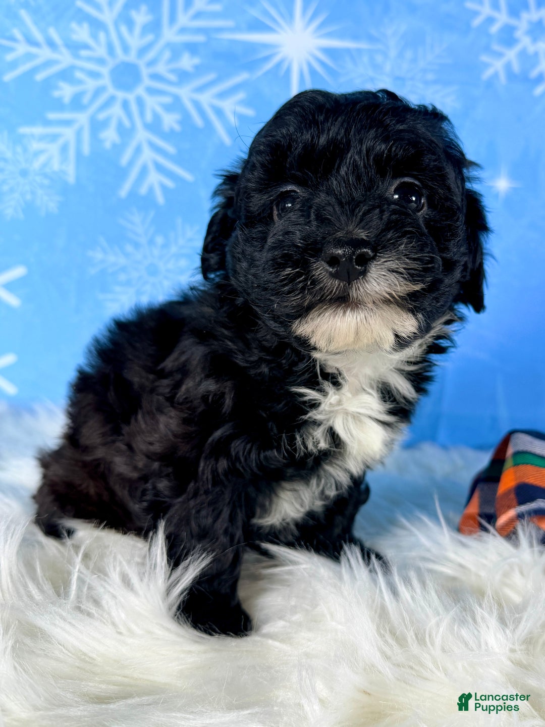 Yorkiepoo dogs for sale: Bailey - Ad 2